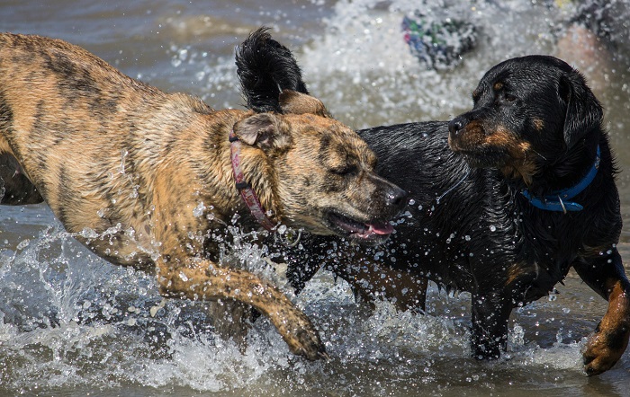 two dog play in the water